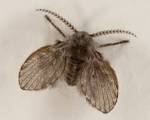 Moth Fly, Drain Fly, Kill Moth Flies - PEST PRODUCTS