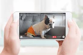 Rescue puppy abandoned dog in construction site. Petcube Empowers Pets To Broadcast Live On Facebook And Announces Partnership With Leading Natural Pet Food Brand Wellness