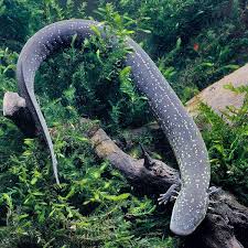 Image result for Dinebra caudata