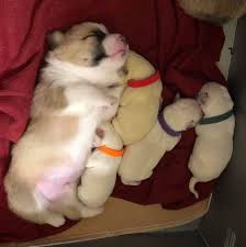Rescue • rehabilitate • rehome english bulldogs. Corgi Mom Nurses Lab Pups After Mom Passes Away Bored Panda