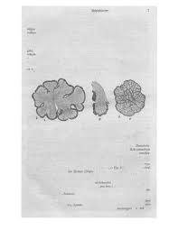 Image result for Flabellaria paniculata