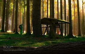 Travel Worldthe Beauty Of Bavarian Woods By Photocanik Tourism Tourist Travel