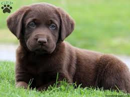 Maybe you would like to learn more about one of these? English Chocolate Lab Puppies For Sale Near Me The Y Guide