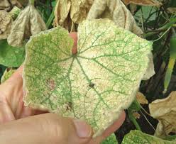 Image result for spider mites on cucumbers