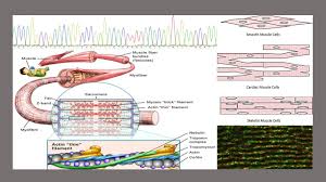 It is divided into two subgroups; Beggs Laboratory Muscle Biology 101 Boston Children S Hospital