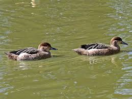 Image result for Garganey Teal 1973 GM