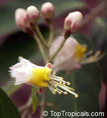 Image result for Hiptage benghalensis