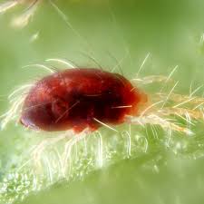 Image result for puklice švestková obrázek