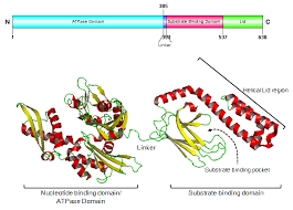 Structure And Domain Organization Of Hsp70 Science And Nature Structure And Function 3d Crystal