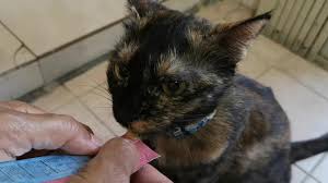 We did not find results for: Pawsperous Pet Sitters Jalan Nibong Taman Daya Johor Bahru 2021