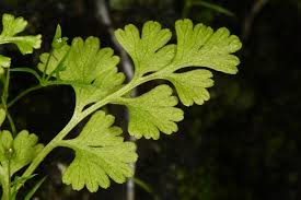 Image result for Anogramma leptophylla