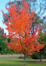 October glory mapleacer rubrum 'october glory'. Acer Rubrum October Glory October Glory Maple Plant Photos Information