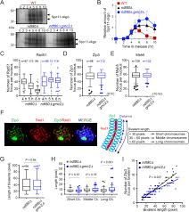 Habitación 309 capitulo 131 parte 2 completo hd. The Synaptonemal Complex Central Region Modulates Crossover Pathways And Feedback Control Of Meiotic Double Strand Break Formation Biorxiv