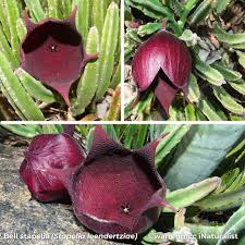 Image result for Senecio coronatus