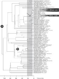 Image result for Heywoodia