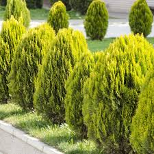 Image result for Culcasia orientalis