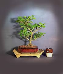 Image result for Premna mooiensis