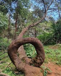 Image result for Acacia welwitschii