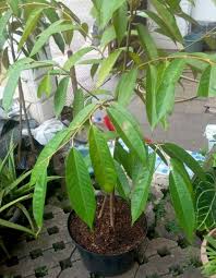 Karena memang memiliki ukuran yang besar, maka durian ini mempunyai sebutan yaitu raja buah. Jual Bibit Durian Musang King Kaki Tiga Unggul Super Tokofora