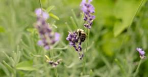 Buzz & Bloom Day at the Minnesota Zoo