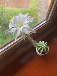 Diseñado para cualquier persona que ama cactus. My Mini Cactus Sprouted A Big Ass Flower That Literally Lasted One Day Mildlyinteresting
