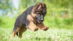 The Do S And Don Ts Of Exercising A Young German Shepherd Ready Set Puppy