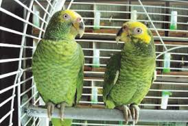 131,845 likes · 1,974 talking about this · 1,858 were here. Free Online Brochure Explains Options For Unwanted Exotic Pets Naples Florida Weekly