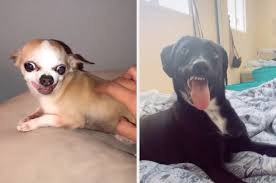 18 Tiktok Dogs That Are Absolutely Perfect Just The Way They Are