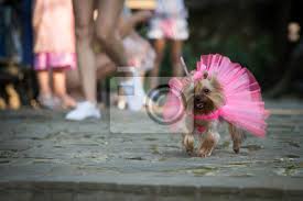 Maybe you would like to learn more about one of these? Ein Hund In Einem Hochzeitskleid Lauft Mit Einem Madchen Auf Fototapete Fototapeten Wenig Haarnadel Kilt Myloview De