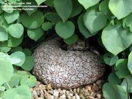 Image result for Stephania abyssinica