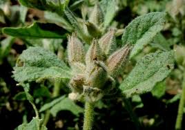 Image result for Glinus lotoides