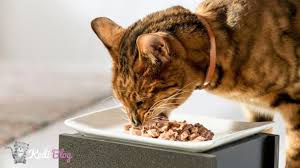 Kedi Odul Mamasi Nedir Kediler Nasil Odullendirilir Kedi Blog