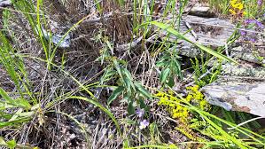 Image result for Vincetoxicum afrum