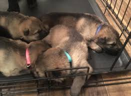 By registering them and providing you with their history, you can make a smart decision when. Akc German Shepherd Puppies For Sale In Vale North Carolina Classified Americanlisted Com
