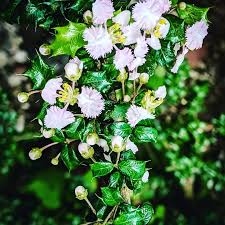 Image result for Malpighia coccigera