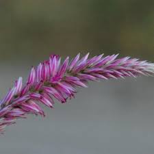 Image result for Hermbstaedtia scabra
