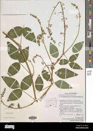Image result for Desmodium uncinatum