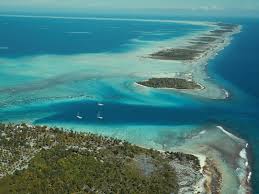 Image result for Faroa involucrata