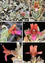 Image result for Petalidium englerianum