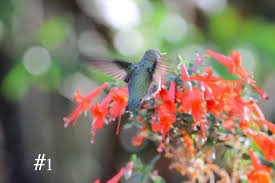 What type of hummingbird are these? I numbered them for ID help. Arizona  November 2024
