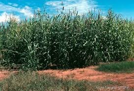 Image result for Cenchrus unisetus