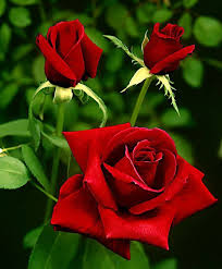 Bush Rose Dame De Coeur Roses From Bakker Spalding Garden Company Http Www Spaldingbulb Co Uk Pro Beautiful Rose Flowers Hybrid Tea Roses Beautiful Roses