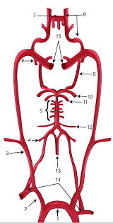 Main branches from the aorta include the brachiocephalic artery, left carotid artery, and the left subclavian artery. Figure Figure 1 Schematic Diagram Statpearls Ncbi Bookshelf