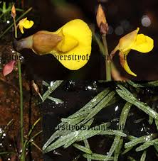 Image result for Utricularia scandens