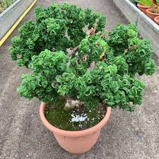 Image result for Pelargonium graveolens
