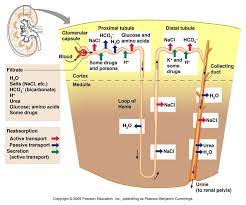 Renal Protein Reabsorption Proximal Convoluted Tubule Renal Physiology Physiology Human Anatomy And Physiology