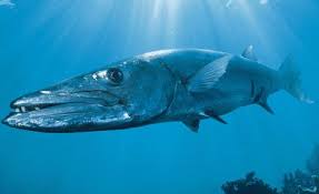 Because they hunt mainly by sight, barracudas sometimes attempt to steal fish from spear. Barracuda Attack Breaks Woman S Ribs And Forces Boyfriend To Seal Her Punctured Lung With His Hand Daily Mail Online