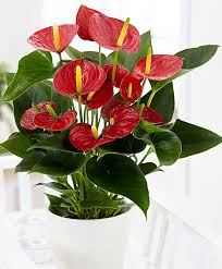 Heliconia ini merupakan tumbuhan yang tumbuh di daerah tropis. Terlengkap 60 Inspirasi Tanaman Hias Unik Indoor Outdoor Taman Inspirasi Safa