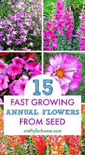 15 Easy To Grow Annual Flowers From Seed Annual Flowers Starting A Garden Flower Seeds