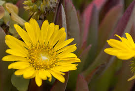 Image result for Gutenbergia filifolia